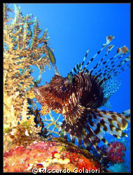 Spectacular Lionfish
Red Sea, Ras Zathar, Sharm el Sheik... by Riccardo Colaiori 